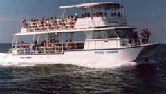 338529_s